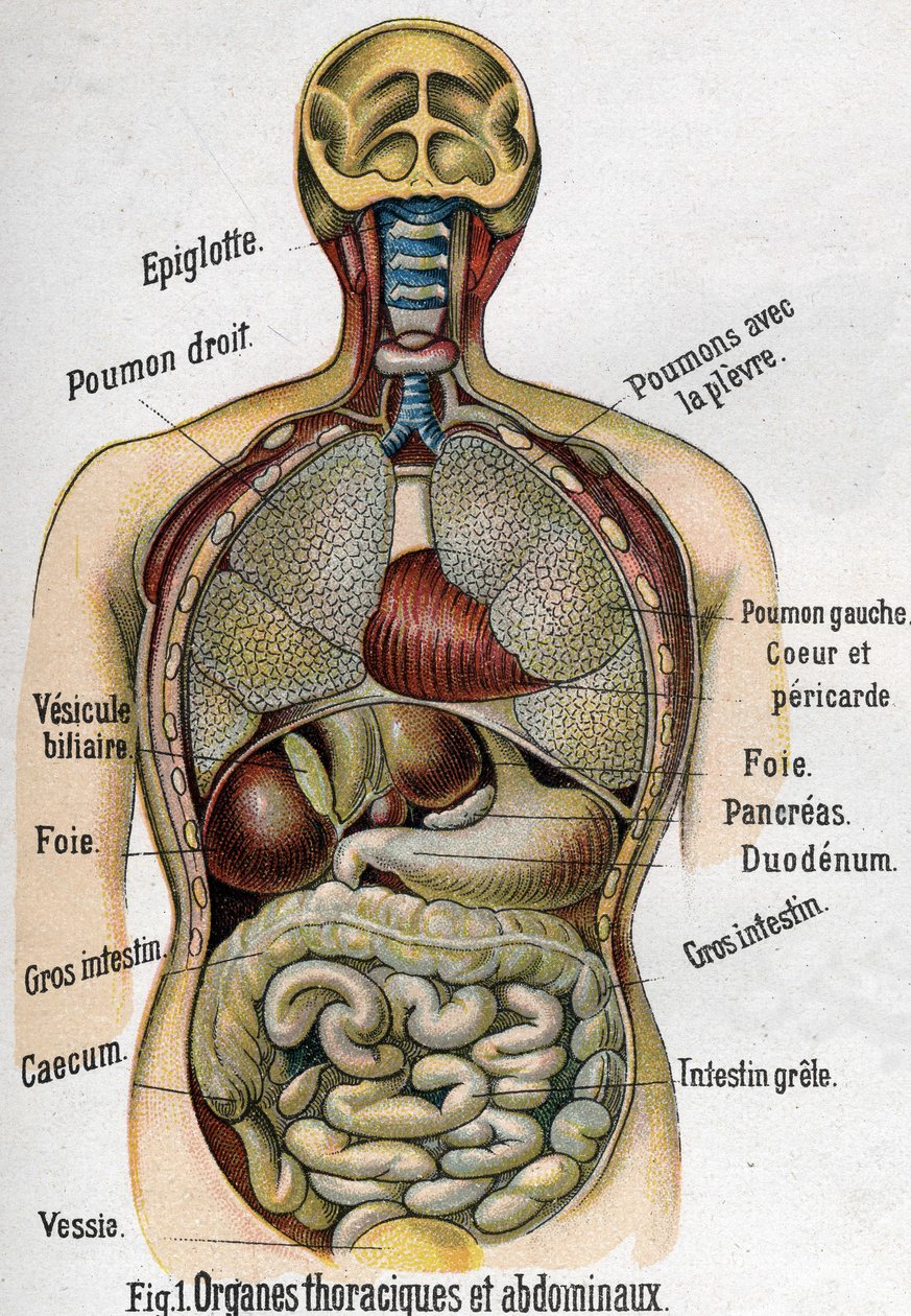 Anatomy: Chest and abdominal organs. (Bowel, liver, pancreas, lung etc.) in 