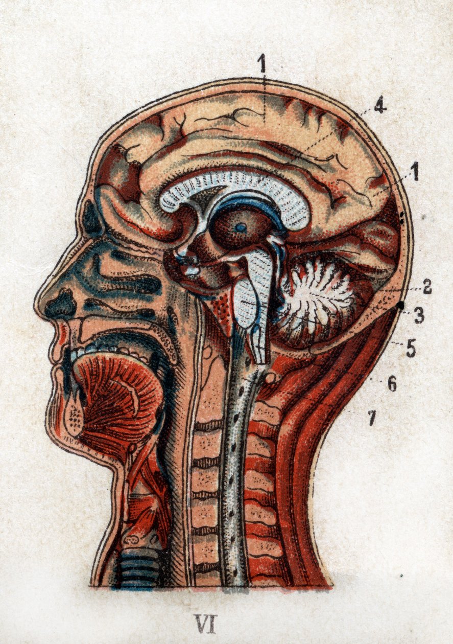 Anatomy: cross section of the human skull, section of the brain and marrow. The board represents the brain, the cerebellum (with the tree of life), the elongated marrow giving birth to the spinal cord. 