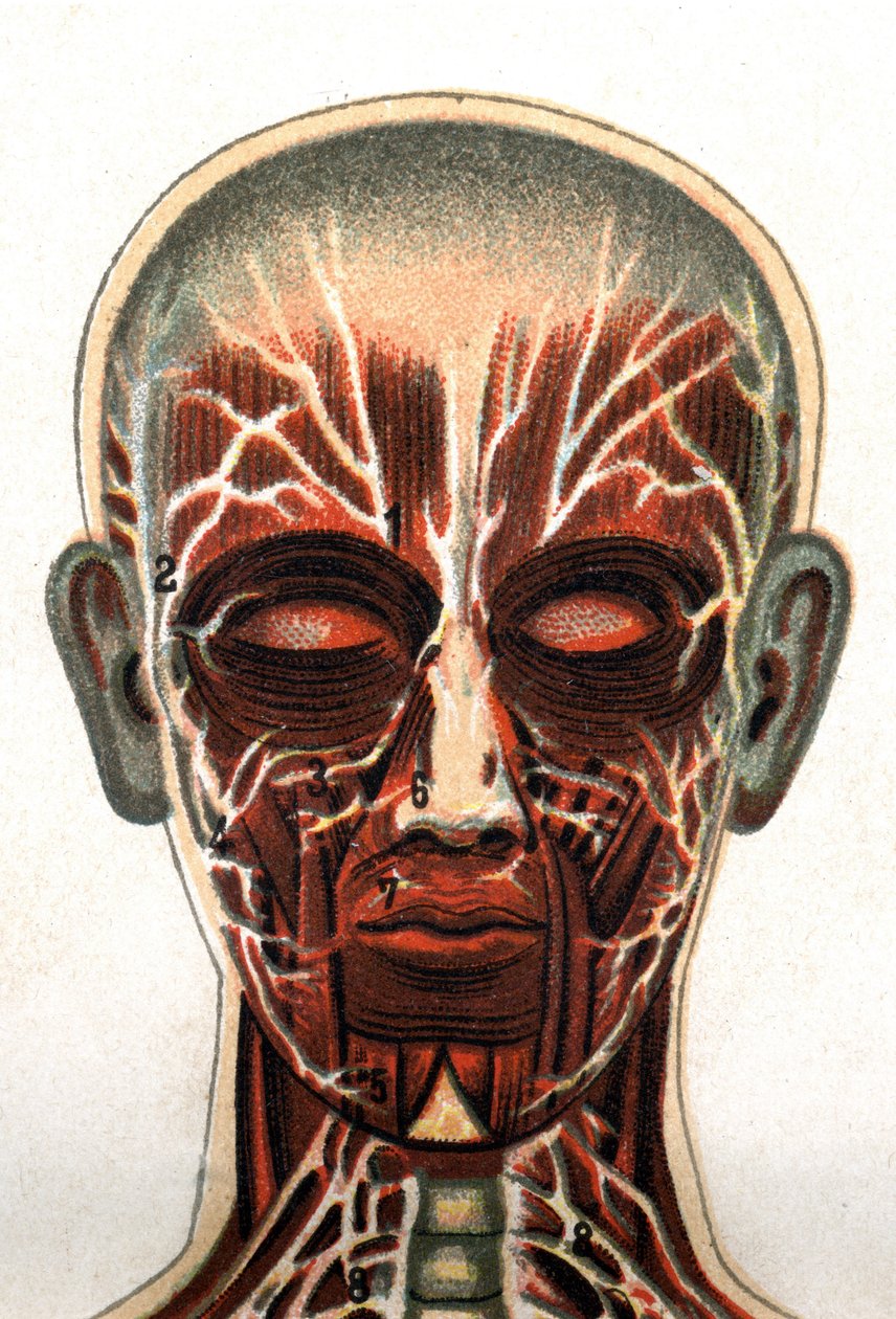 Anatomy: cross section of the human skull, section seen from the front representing the muscular system. 