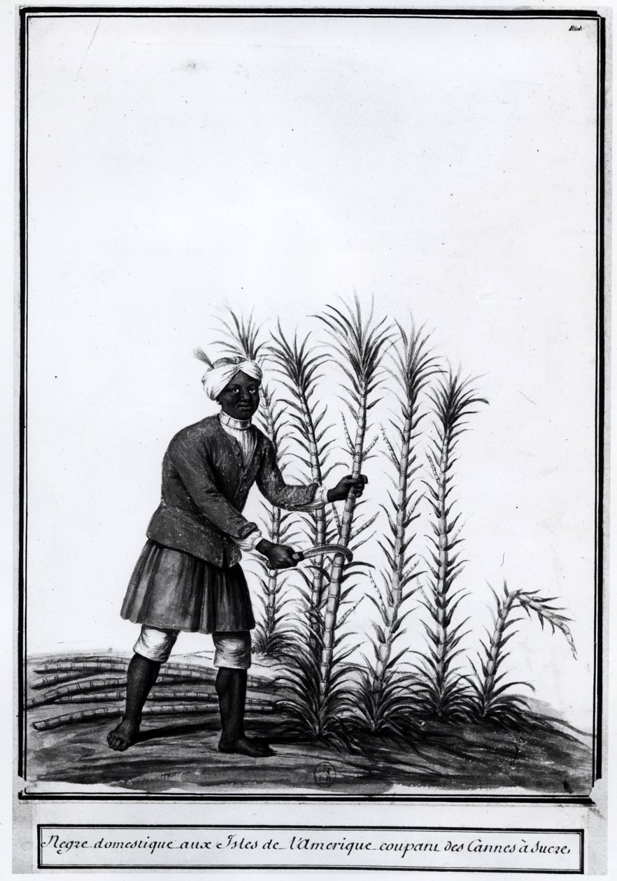 Antilles, domestic worker cutting sugar cane by Unknown artist