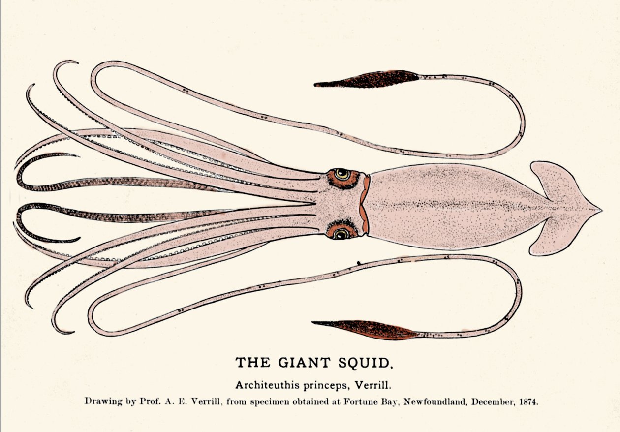 Architeuthis princeps, the giant squid failed on the beach of Fortune Bay (Newfoundland) in December 1874 and first described by Professor A.E. Verrill. Era engraving. by Unknown artist