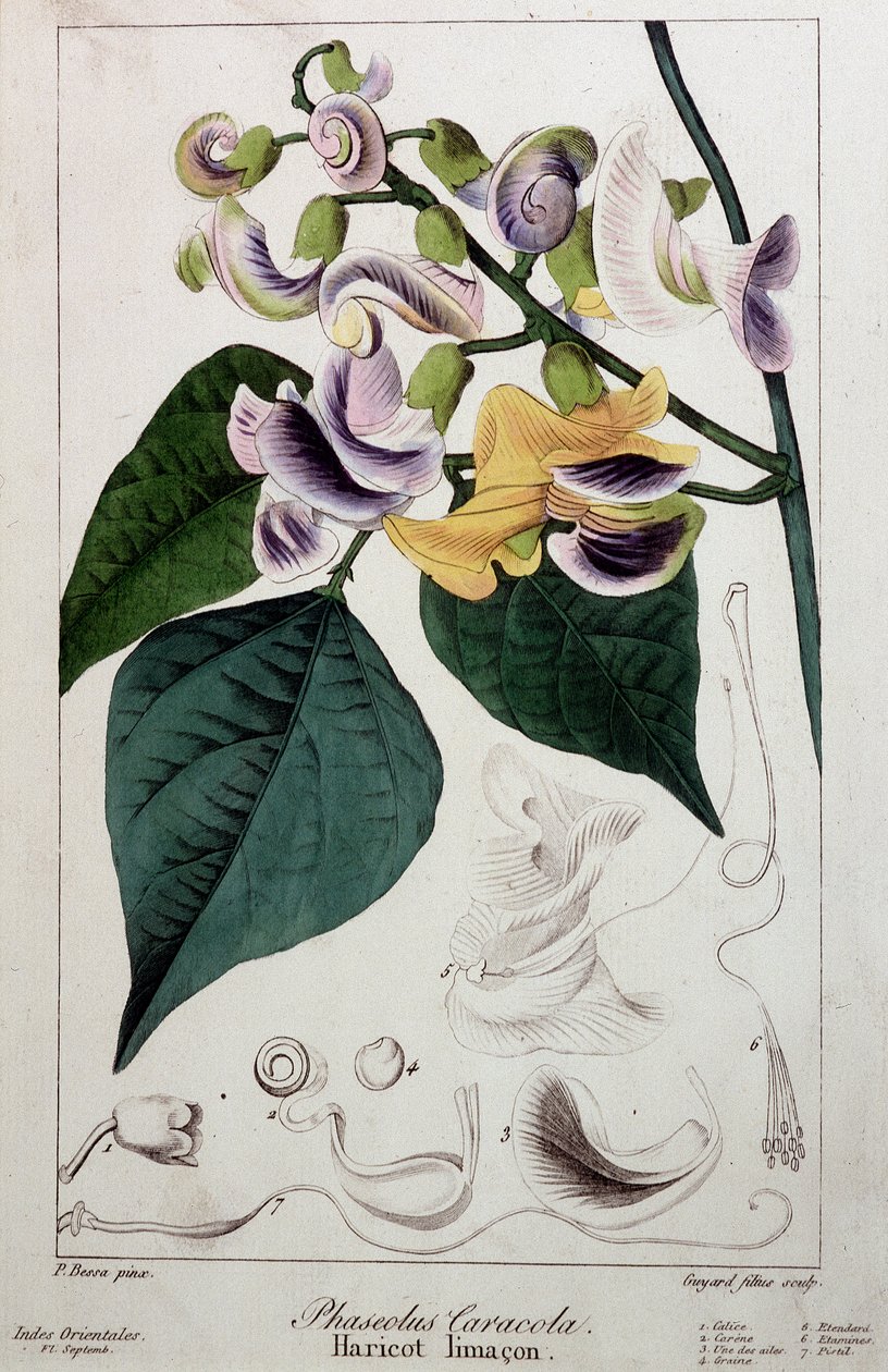 Bean slug (phaseolus caracola), botanical board by Unknown artist