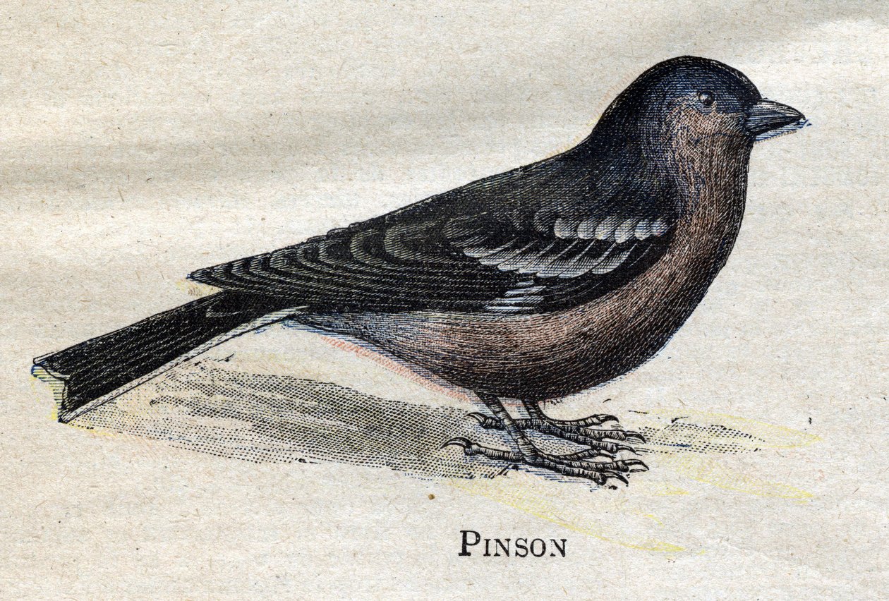 Birds Useful to Agriculture: Pinson by Unknown artist