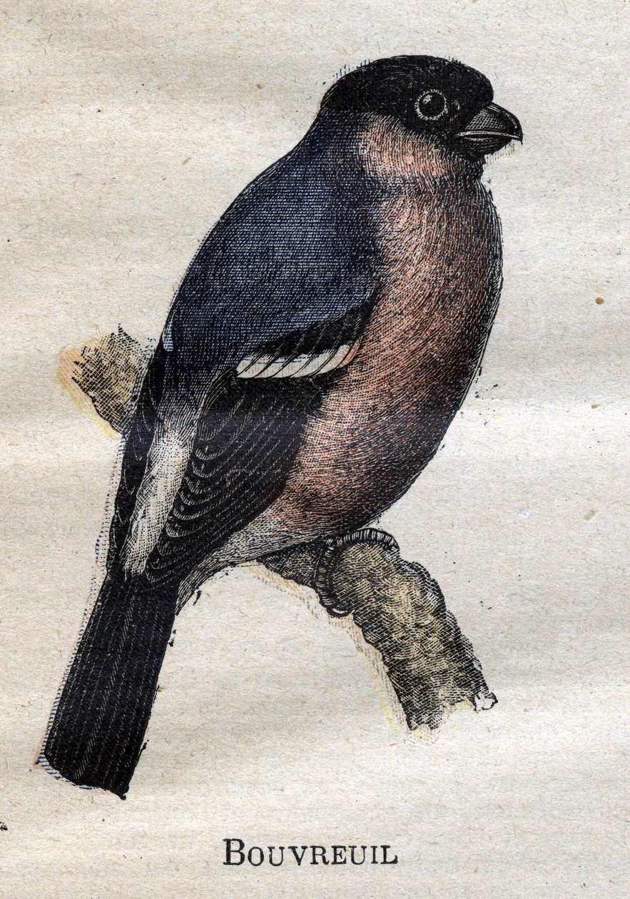 Birds Useful to Agriculture: Bullfinch by Unknown artist