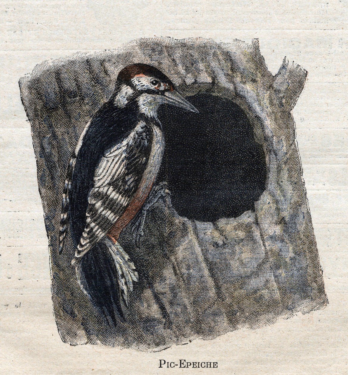 Birds Useful for Agriculture: Woodpecker by Unknown artist