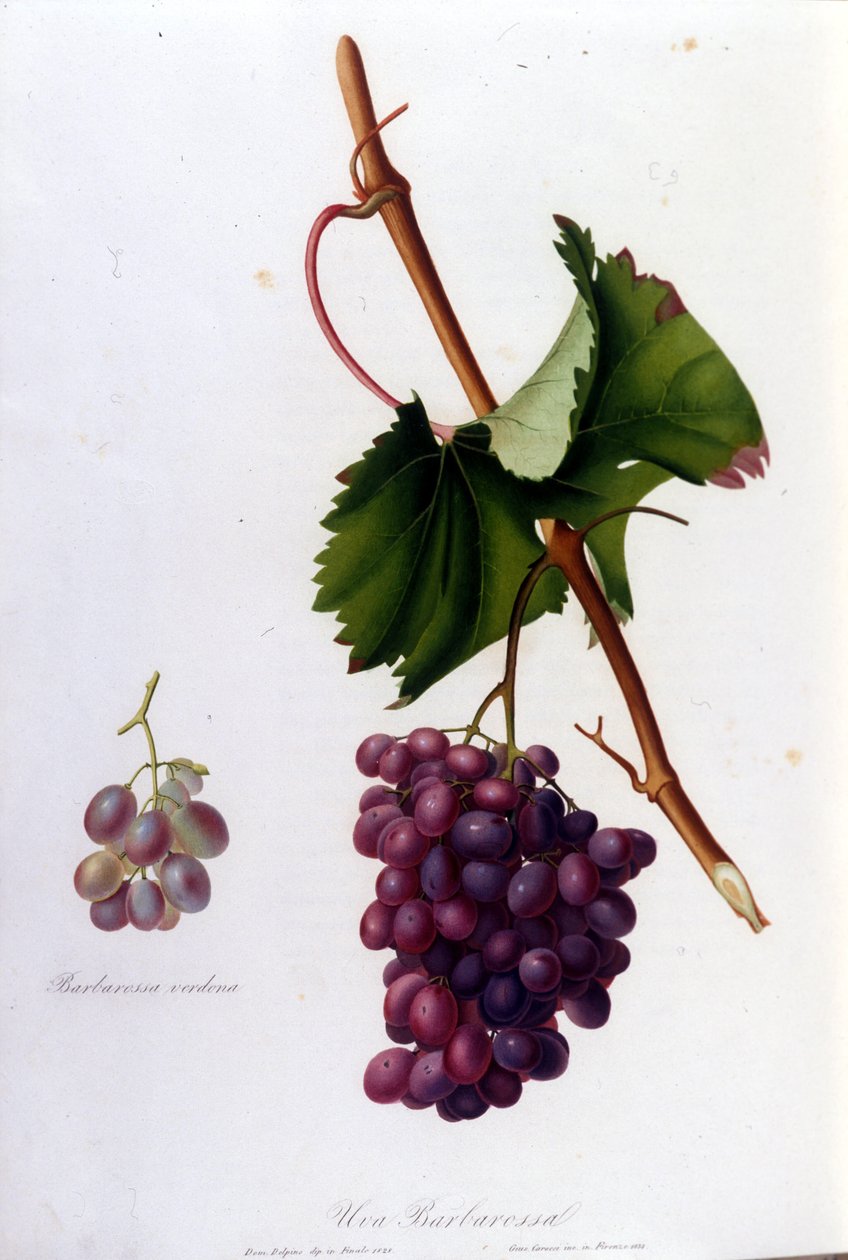 Black grapes. 19th century engraving by Unknown artist