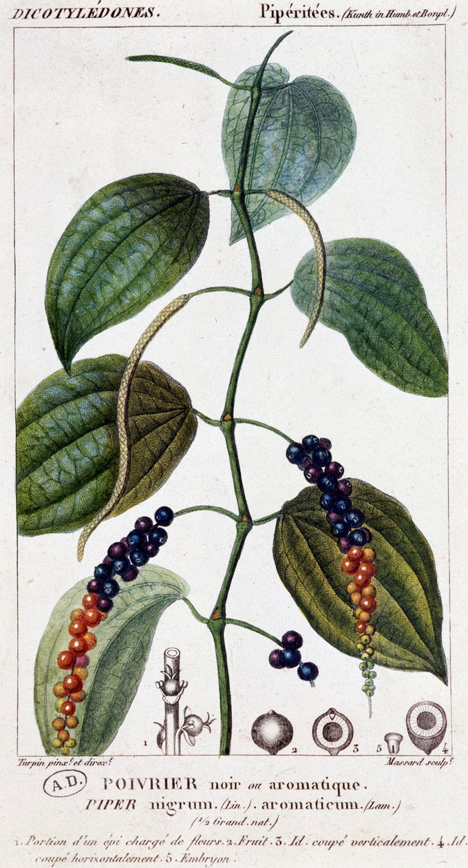 Black or aromatic pepper dish - botanical board. 19th century by Unknown artist