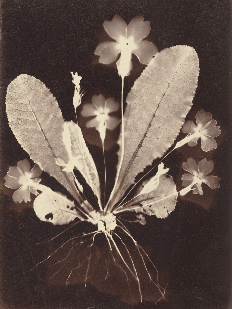 Botanical Photogram by Unknown Artist