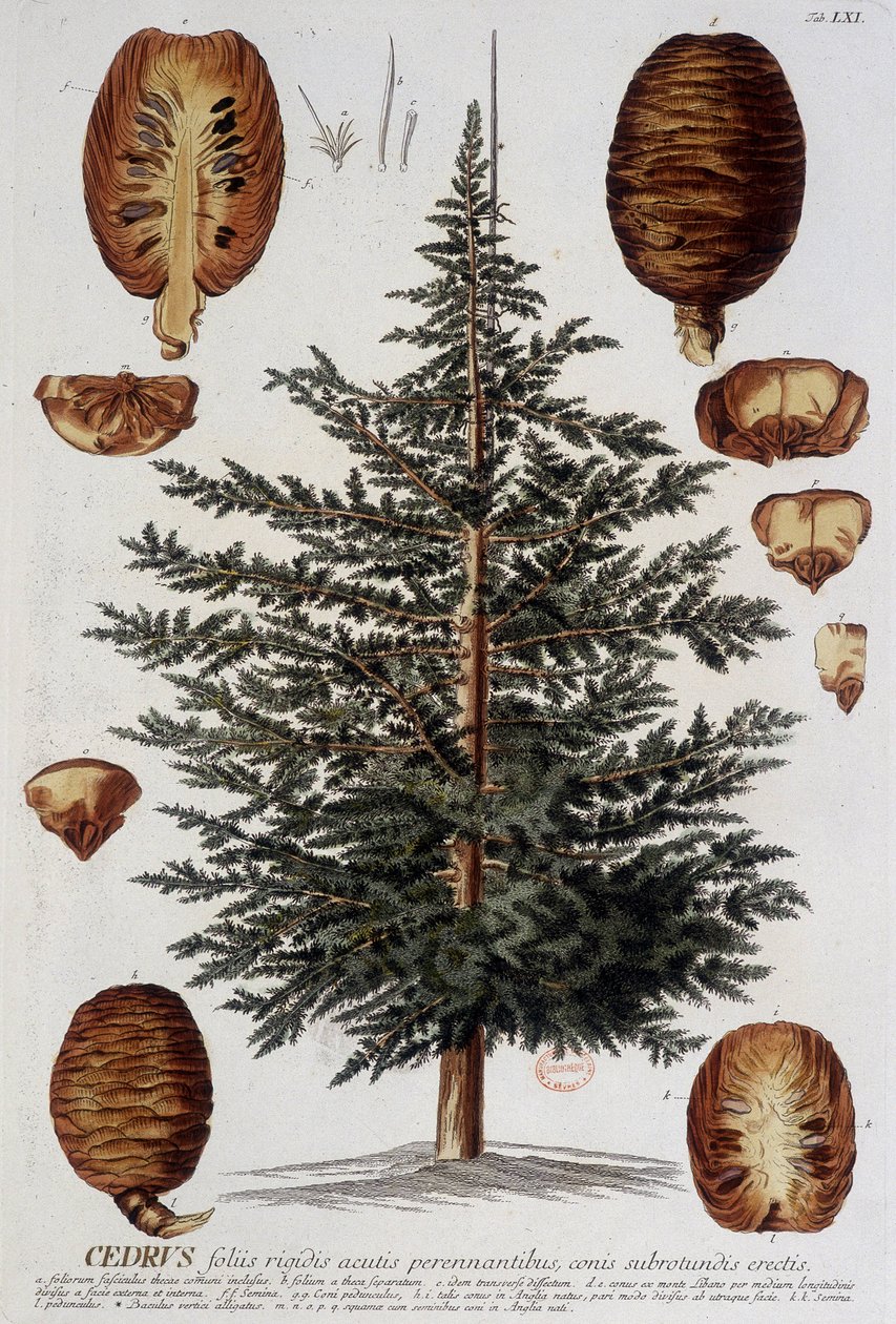 Botanical Board: Cedar by Unknown artist
