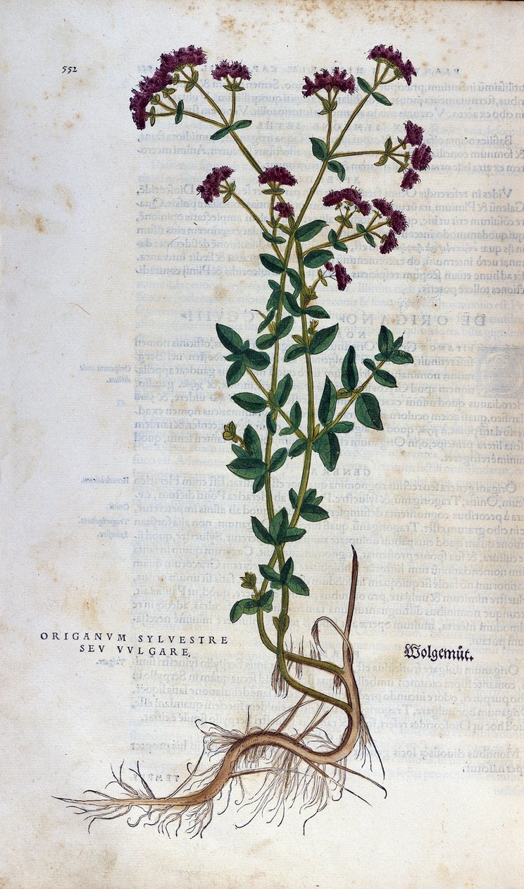 Botanical board: Oregano. Herbarium of Leonhard Fuchs, 