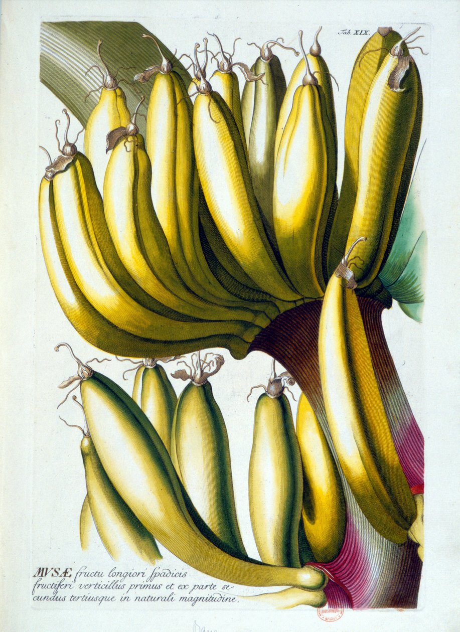 Botanical board: a diet of bananas by Unknown artist