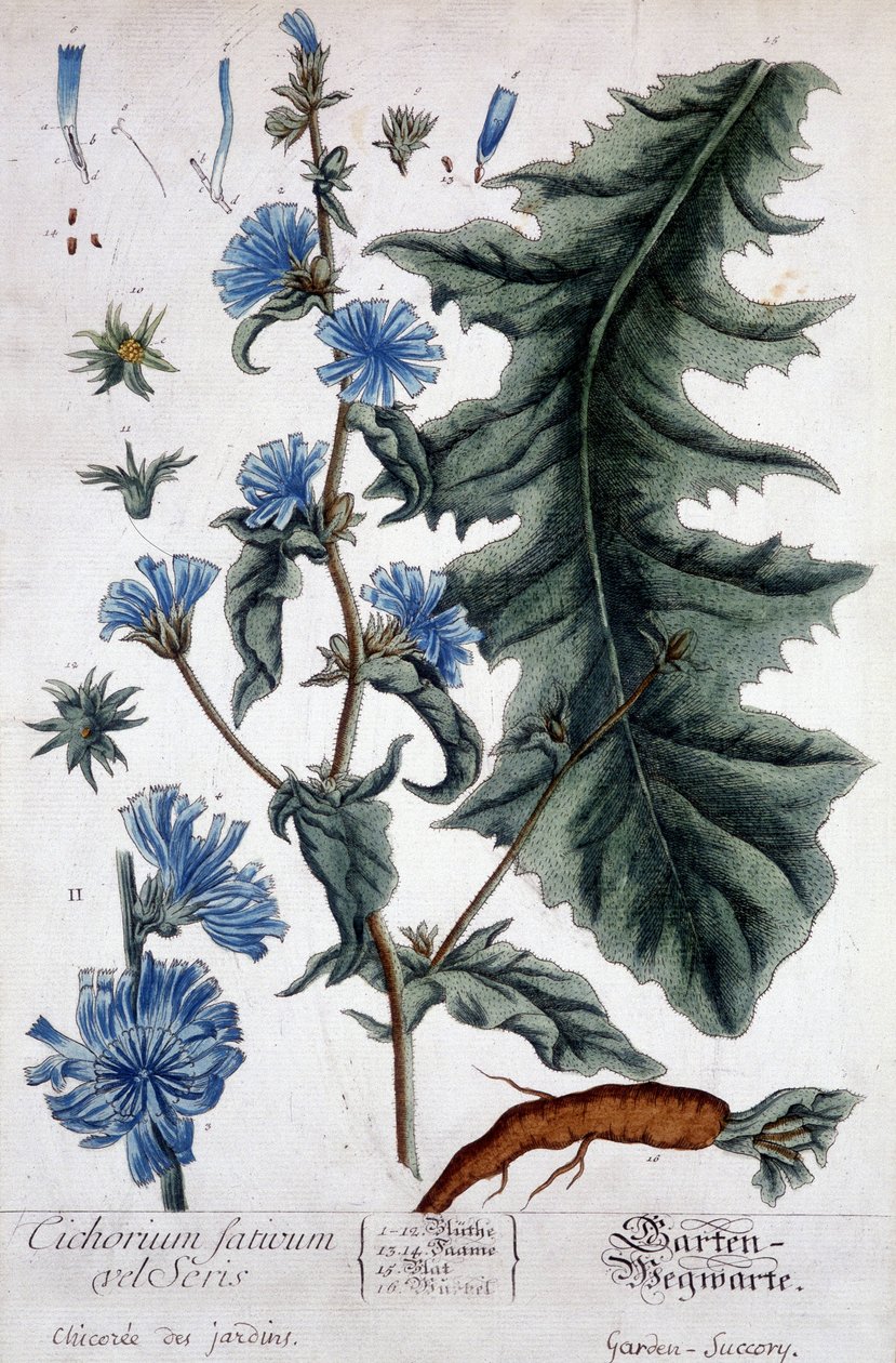 Botanical board: cichorium factivum velseris (chicory of gardens) by Unknown artist