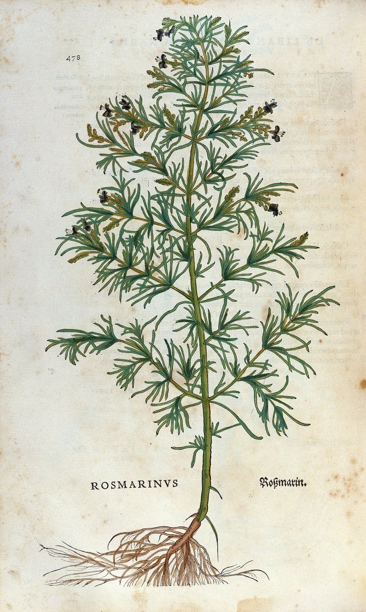 Botanical board: rosemary. Herbarium of Leonard Fuchs, Historia Stirpium, Bale by Unknown artist