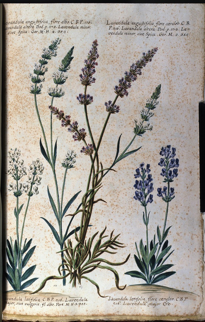 Botanical board: true lavender (Lavandula angustifolia) and aspic lavender (Lavandula latifolia) by Unknown artist