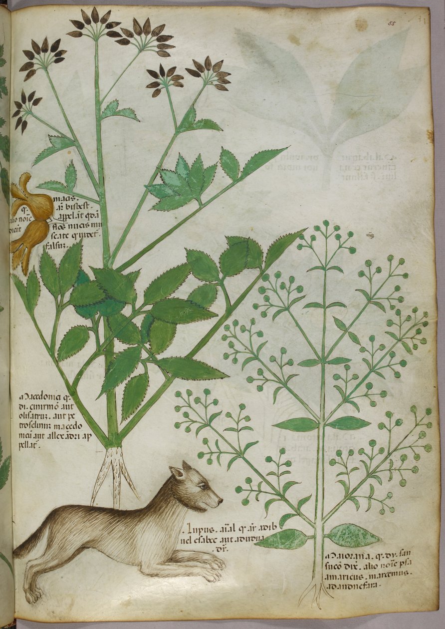 Botanical Illustration of a Plant and a Wolf by Unknown artist