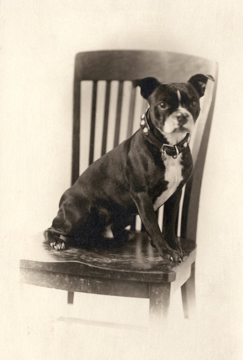 Boxer Sitting on a Chair, c.1890 by Unknown artist