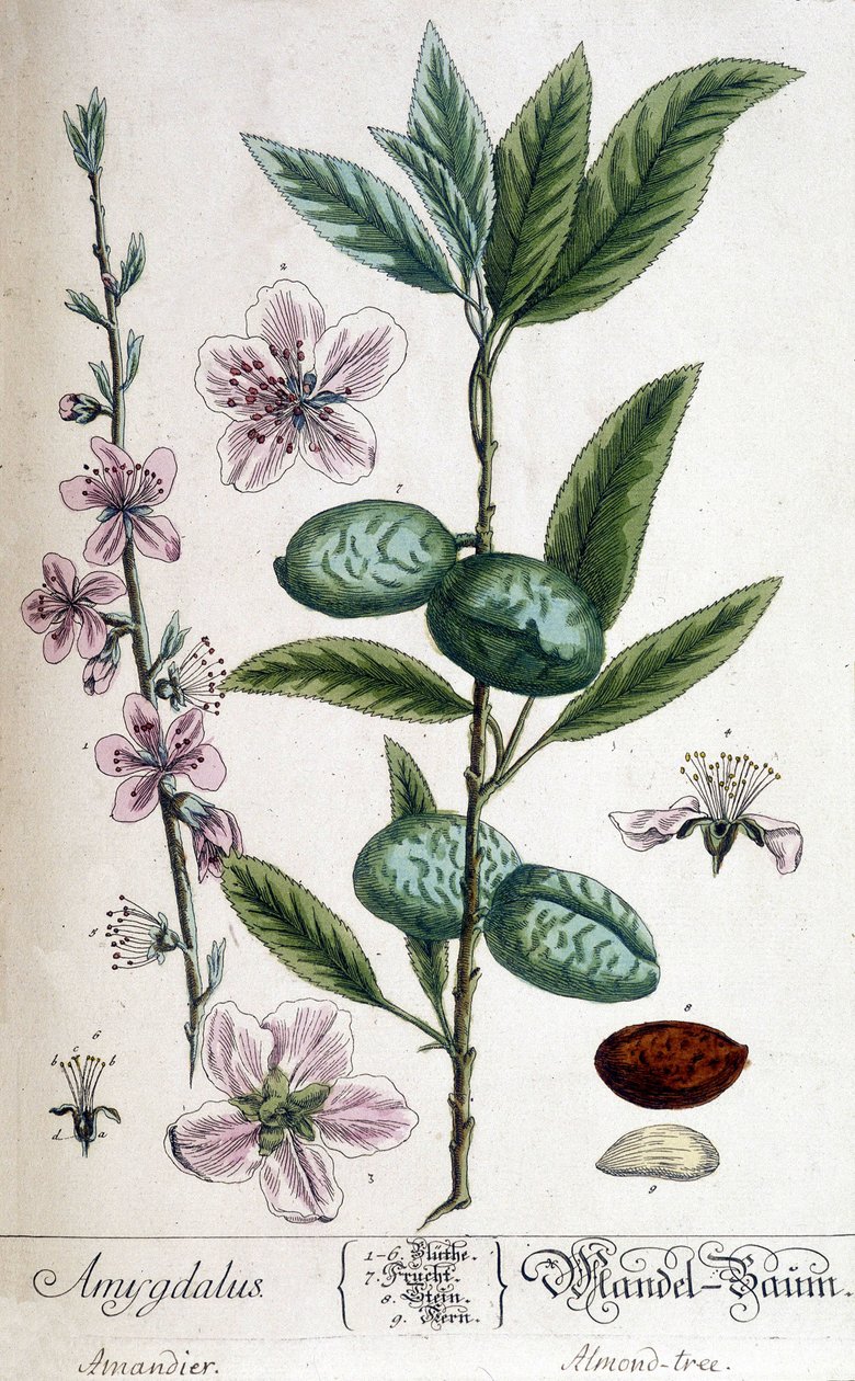 Branch, Flower and Fruit of the Almond Tree by Unknown artist