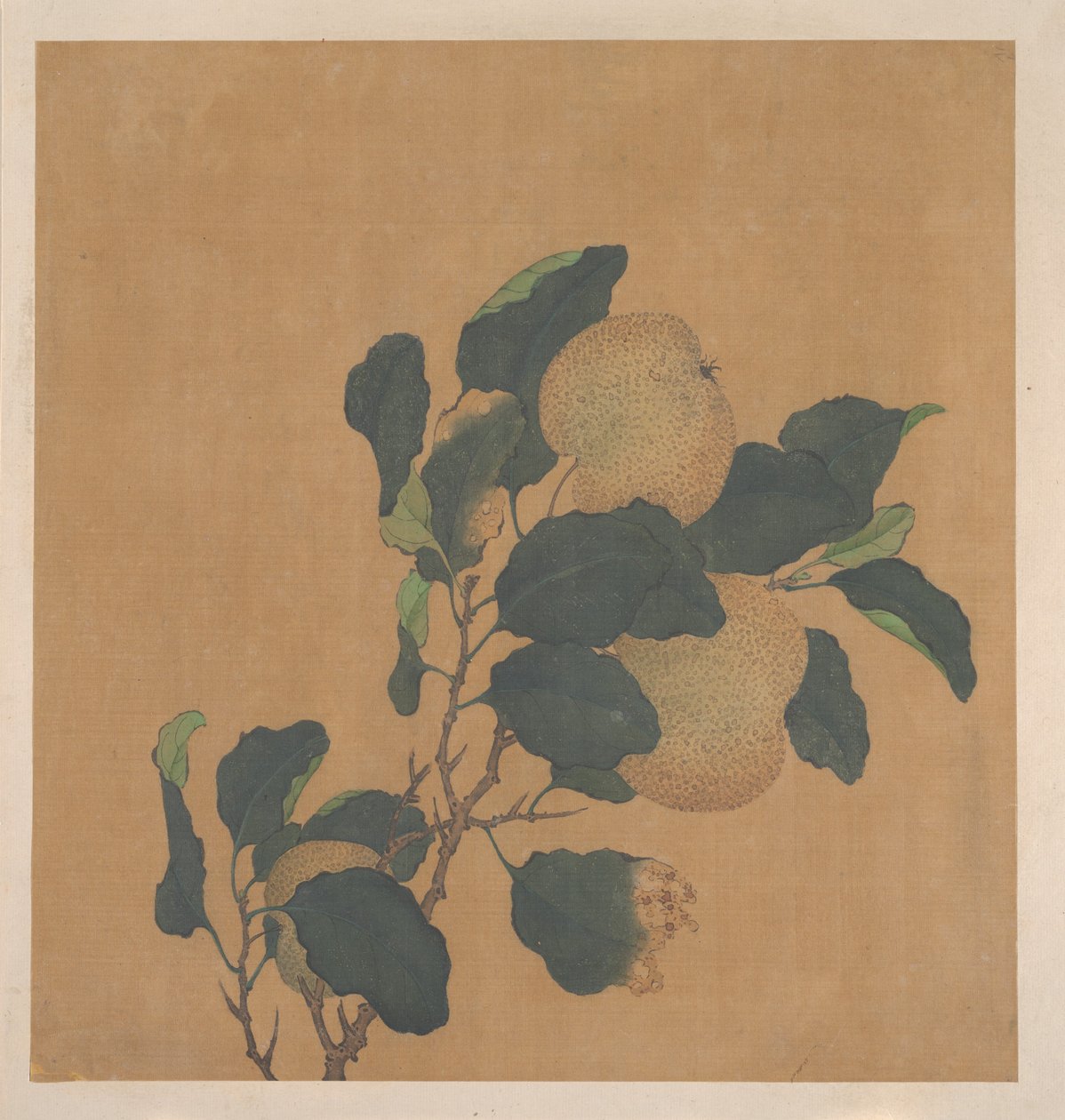 Branch of Tree with Fruit by Unknown Artist