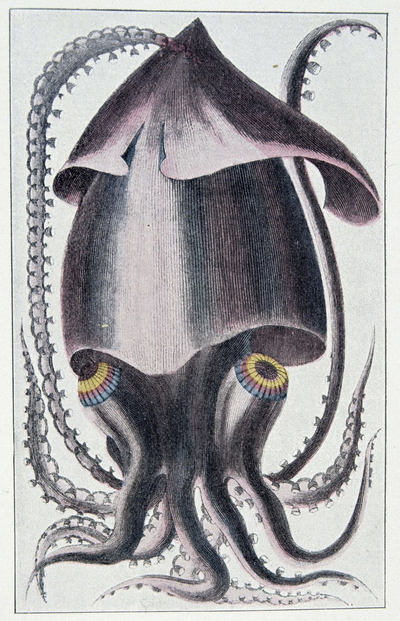 Brazilian squid - after Denys Montfort in 