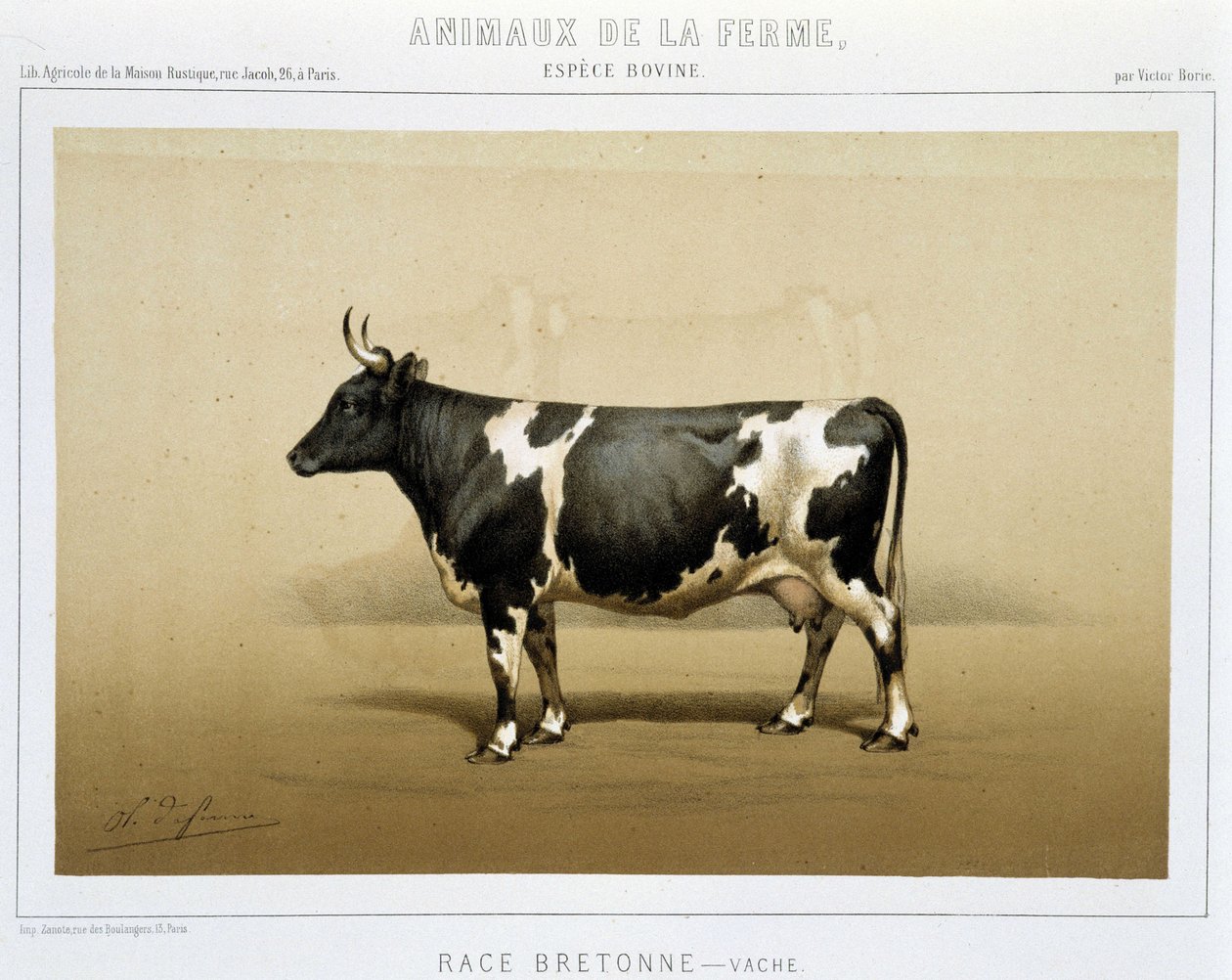 Breton cow by Unknown artist