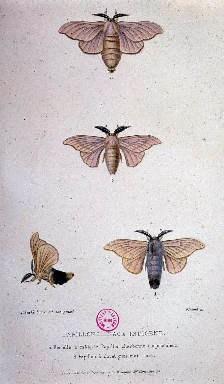 Butterflies: Silkworm disease - Study of Pasteur by Unknown artist