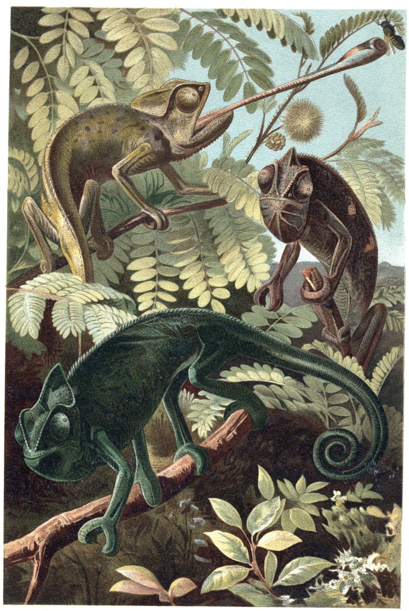 Chameleons - engraving from 