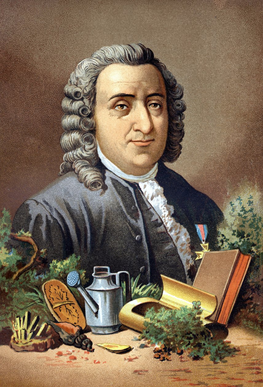 Carl Von Linné Swedish naturalist and writer (1707 - 1778) after 