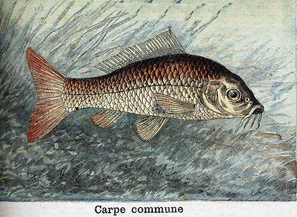Carp Communal Engraving from 1898 by Unknown artist