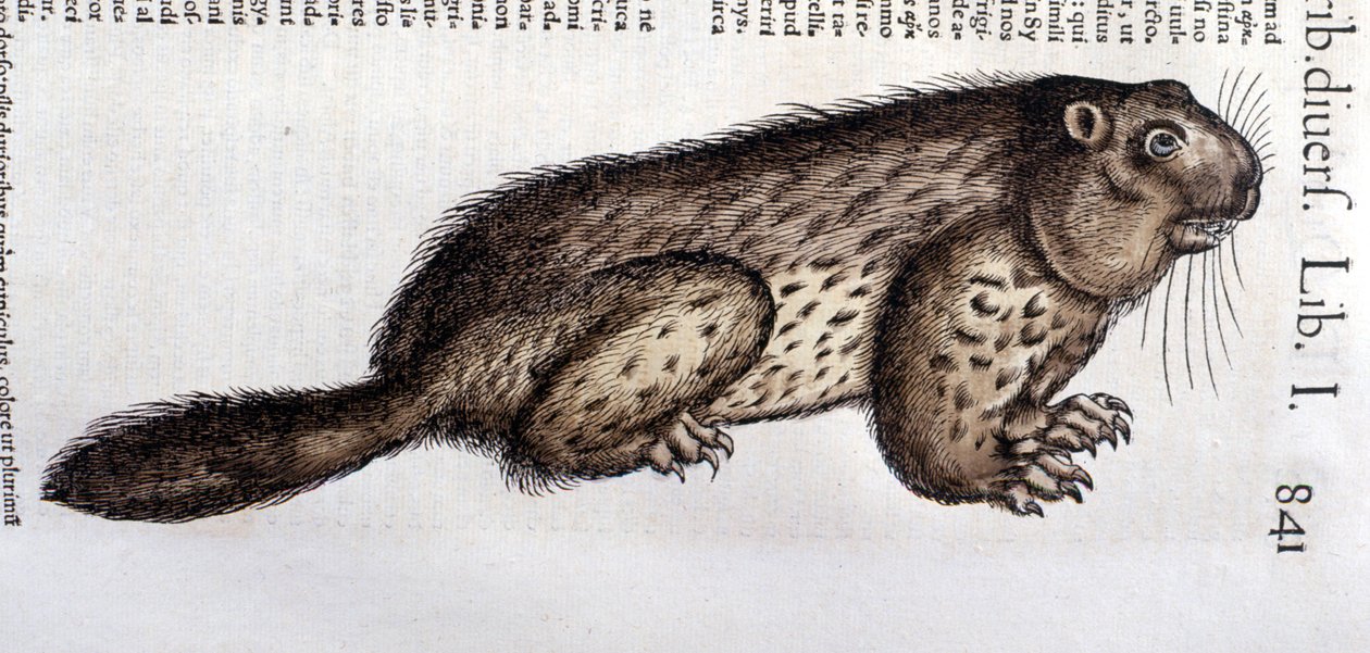 Castor - in Historia Animalium by Conrad Gesner by Unknown artist