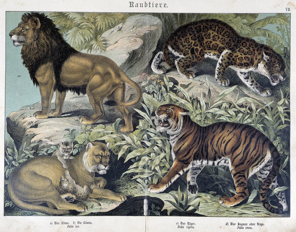 Cats: Lion, Lioness, Tiger - in 