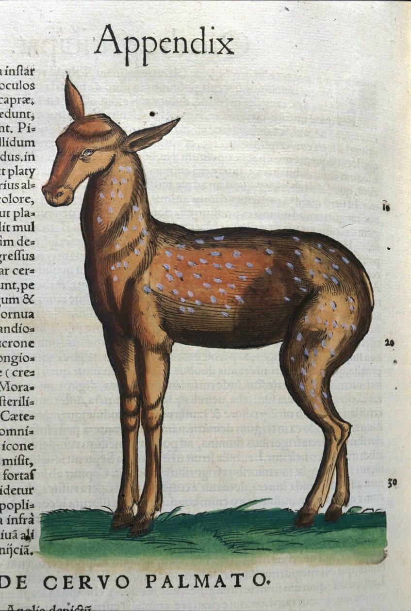 Cervidae (antelope?) in Historia Animalium by Conrad Gesner (1516 - 1565), Tiguri by Unknown artist