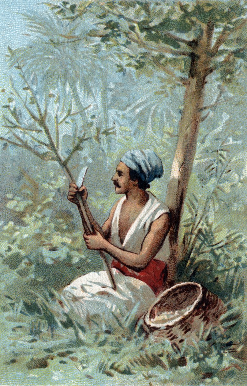 Cinnamon peel in Ceylon. Chromolithography of the late 19th century by Unknown artist