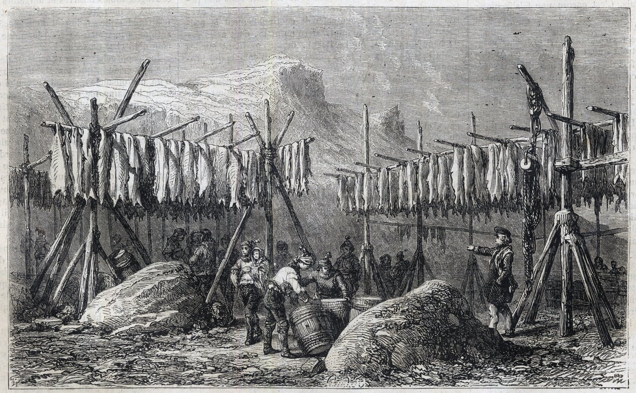 Cod Drying in Fiskerness in Greenland by Unknown artist