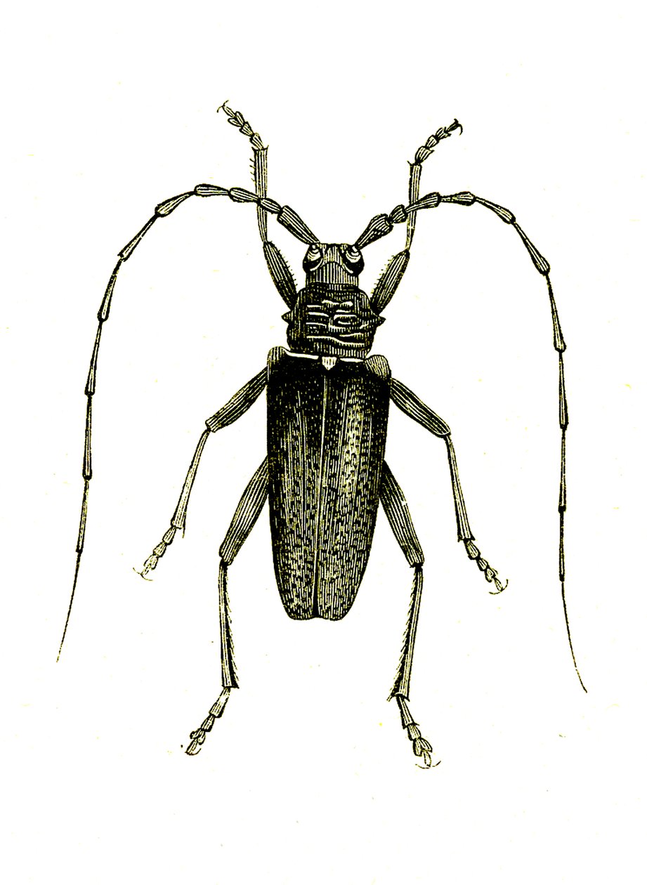 Coleoptera: Cerambyx Heros by Unknown artist
