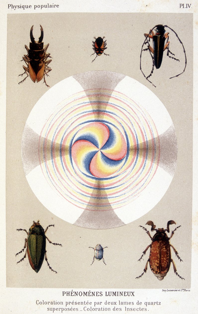Colouring Presented by Two Superimposed Quartz Blades, Coloring Insects - in 