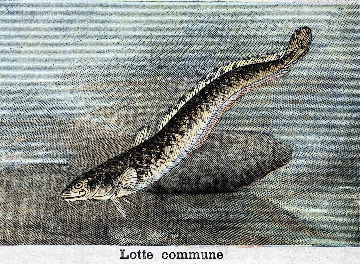 Common Lotte Engraving from 1898 by Unknown artist