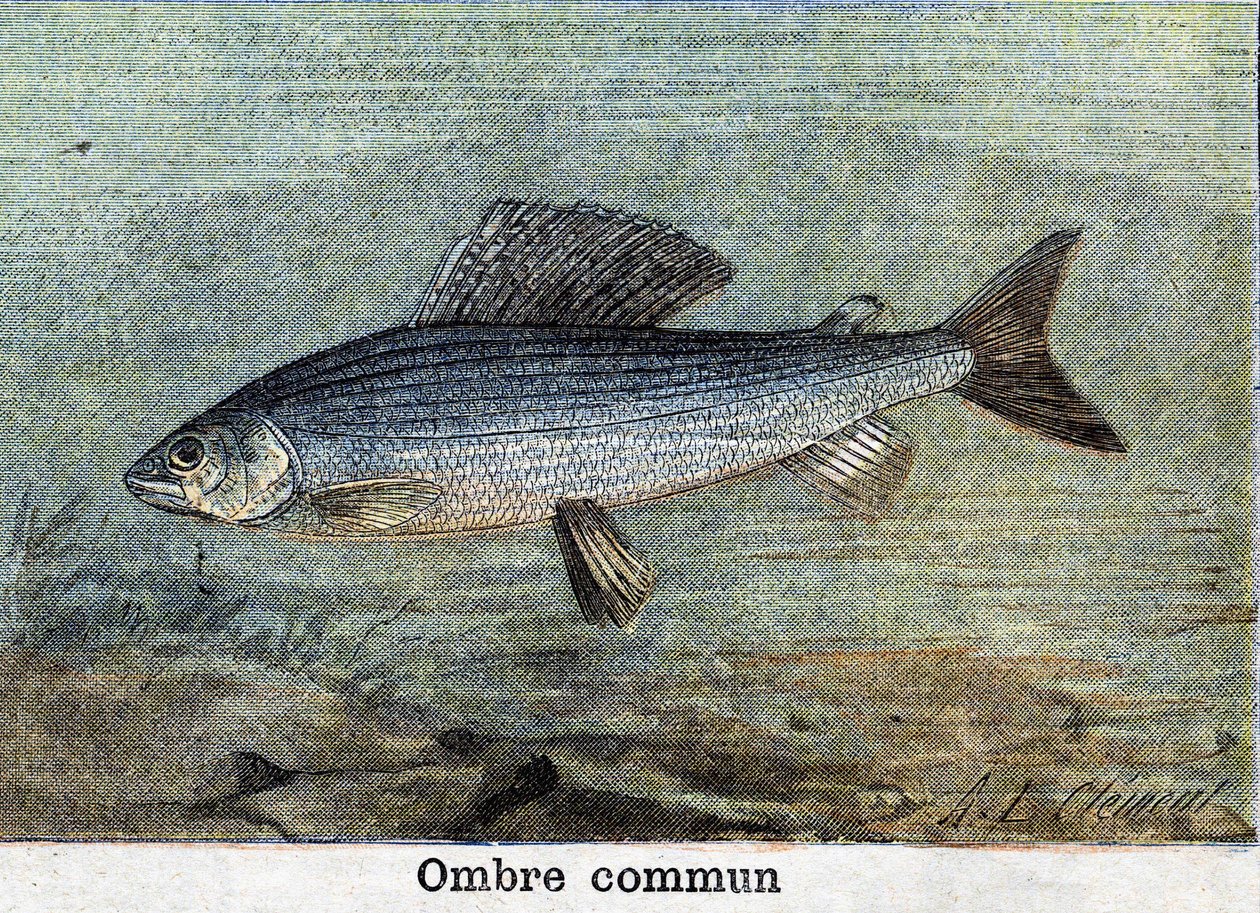 Common Shadow engraving from 1898 by Unknown artist