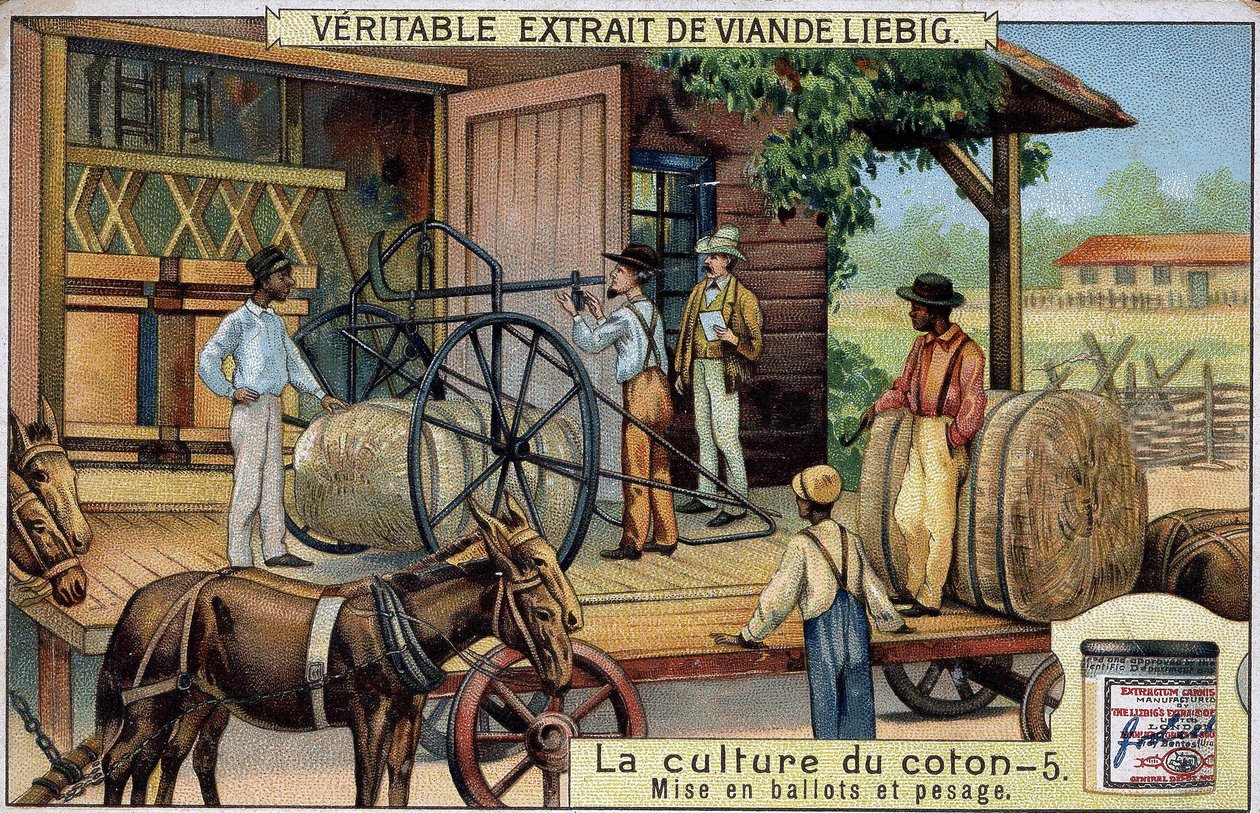 Cotton cultivation: Bales and Weighing (USA) Liebig chromolithography of the 19th century by Unknown artist