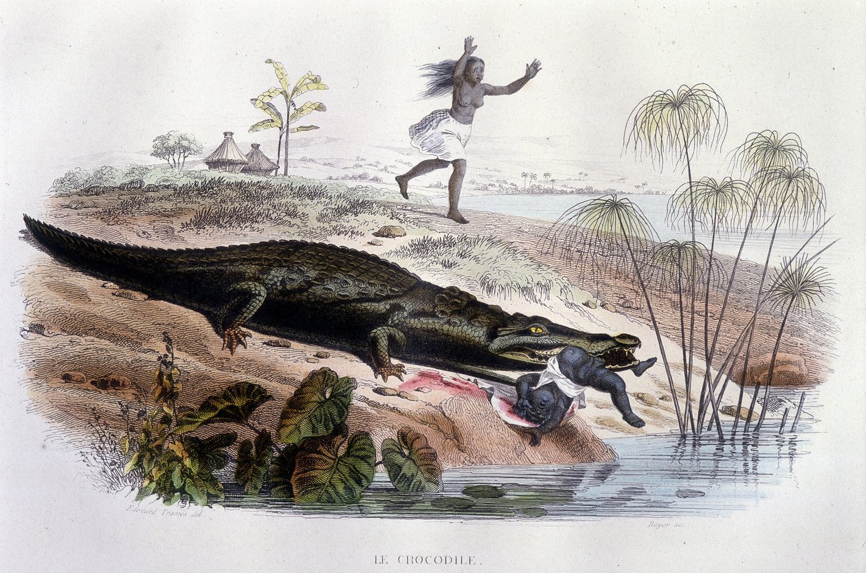 Crocodile devouring a small child - in "Histoire Naturelle" by Lacépède, ed. Furne, Paris by Unknown artist