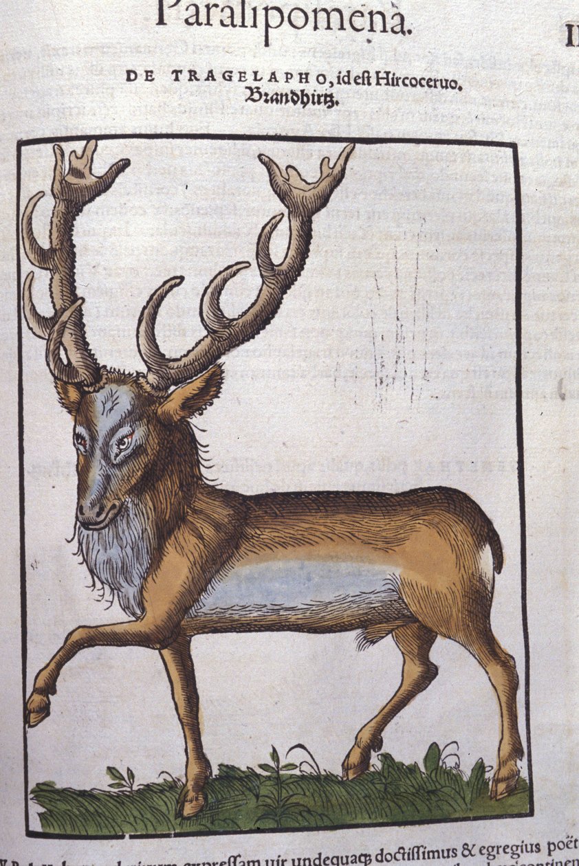 Deer - from Historiae Animalium by Konrad Gesner, Tiguri by Unknown artist