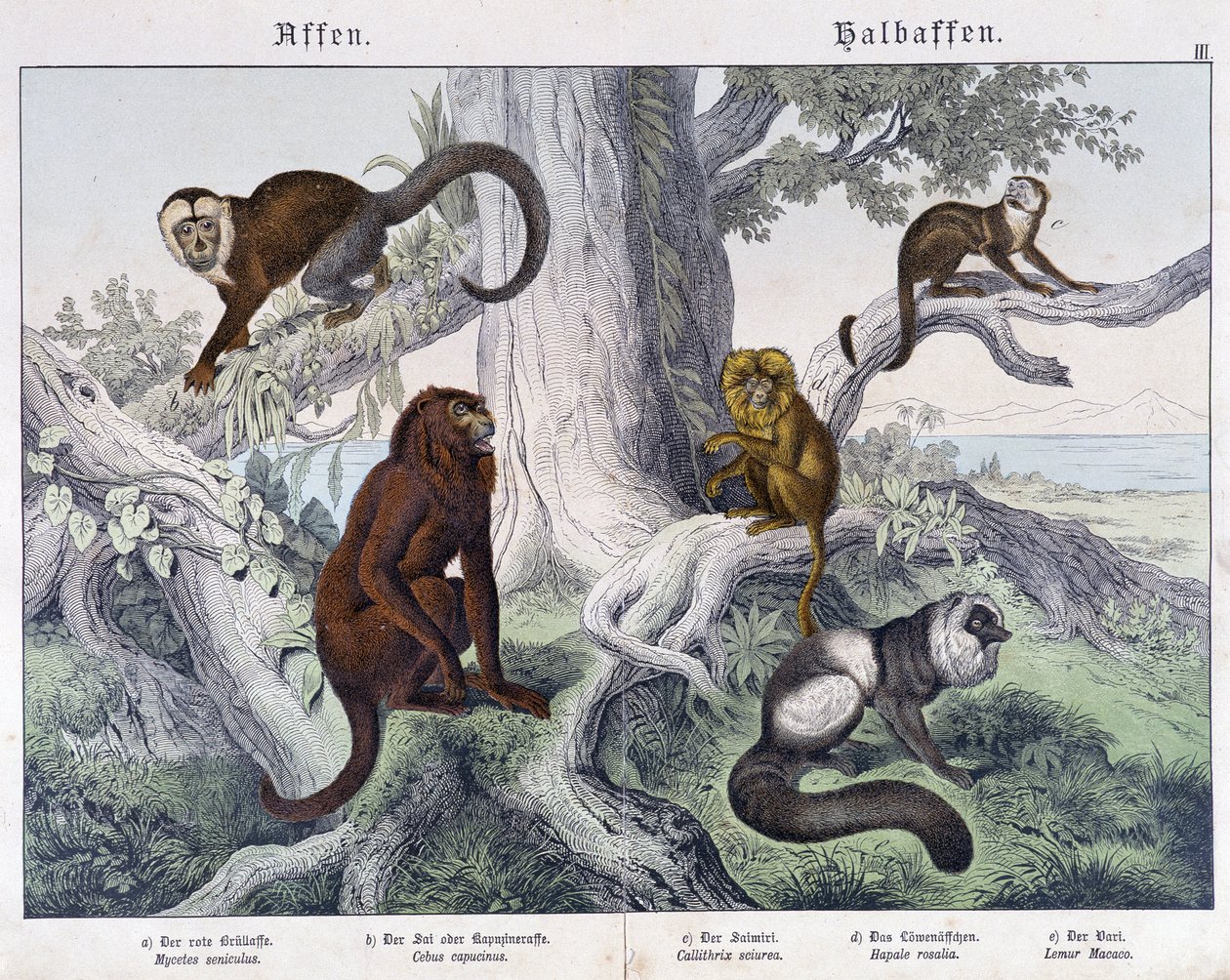 Different breeds of monkeys - in "Natural histories of mammals", ed. Schreiber by Unknown artist