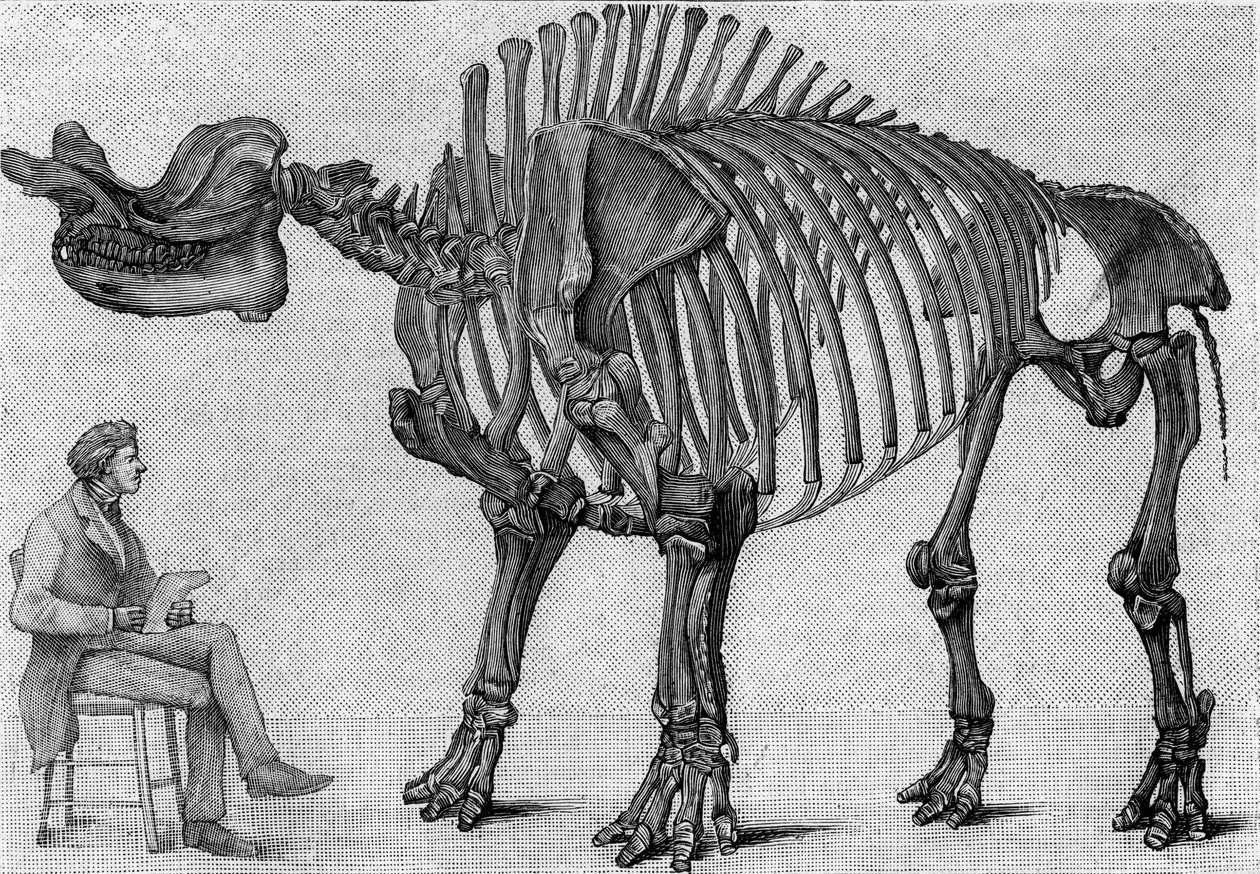 Dinosaur skeleton: 'Brontops robustus', March. Miocene of the Rocky ...