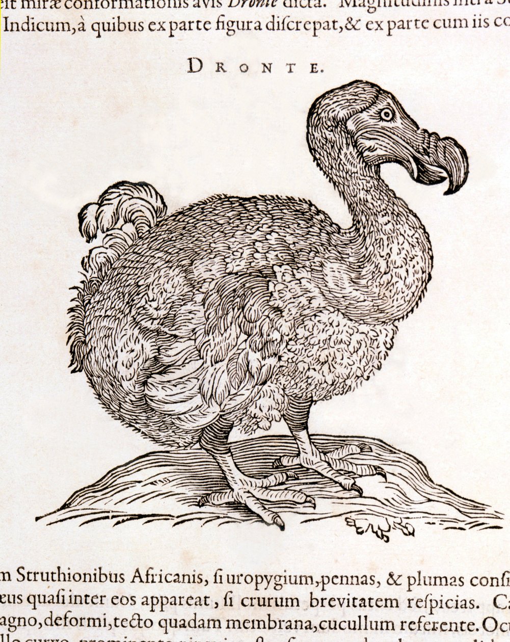 Dodo or Dronte. Bird disappeared - in 