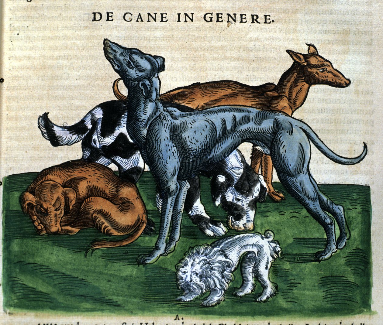Dogs from the Historia Animalium by Conrad Gesner, Tiguri 1560. Biblioteca nazionale Braidense. Milan by Unknown artist