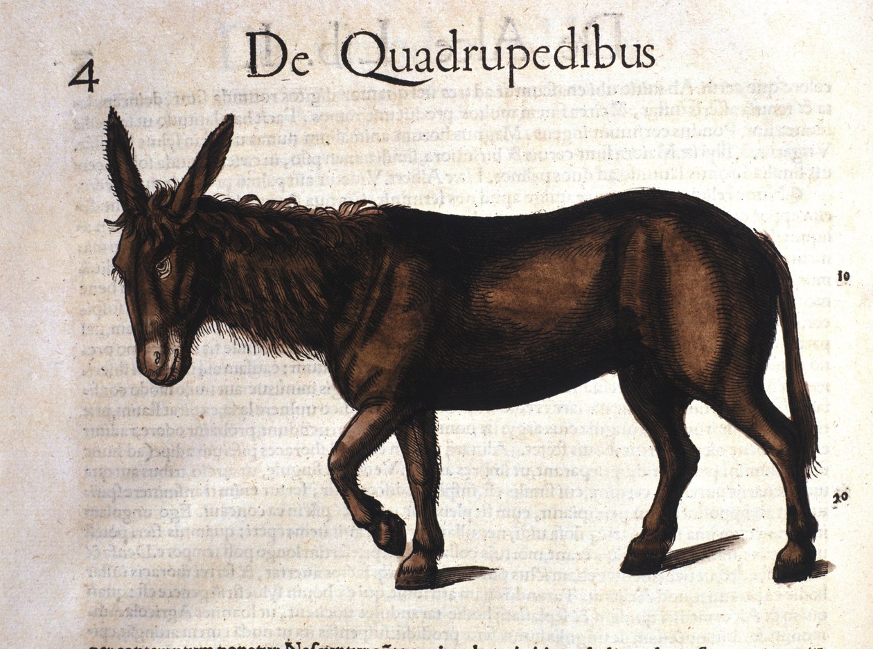 Donkey from Historia Animalium by Conrad Gesner, Tiguri 1560 by Unknown artist