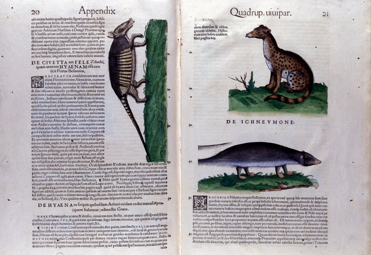 Double-Page of Historia Animalium by Conrad Gesner (1516-1565), Tiguri by Unknown artist