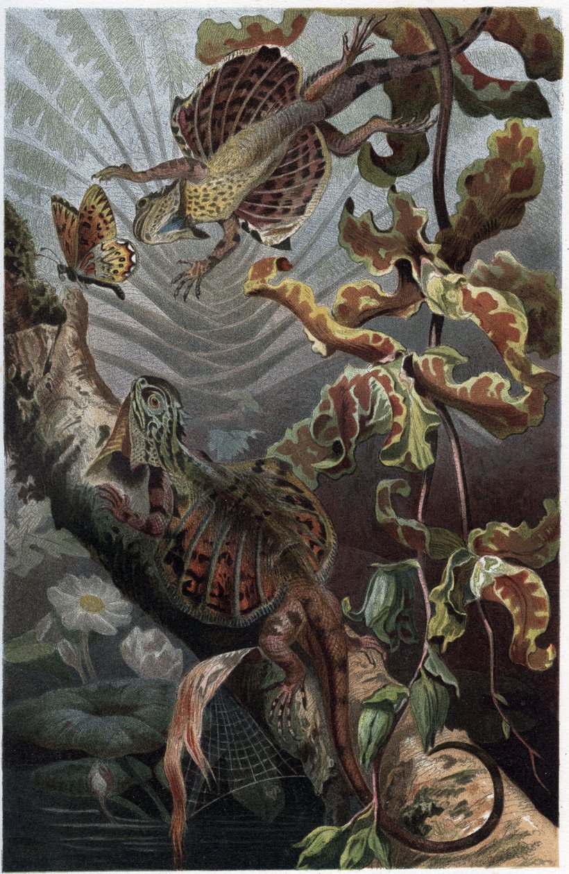 Draco volans, Variety of Arboreal Lizard - engraving from 