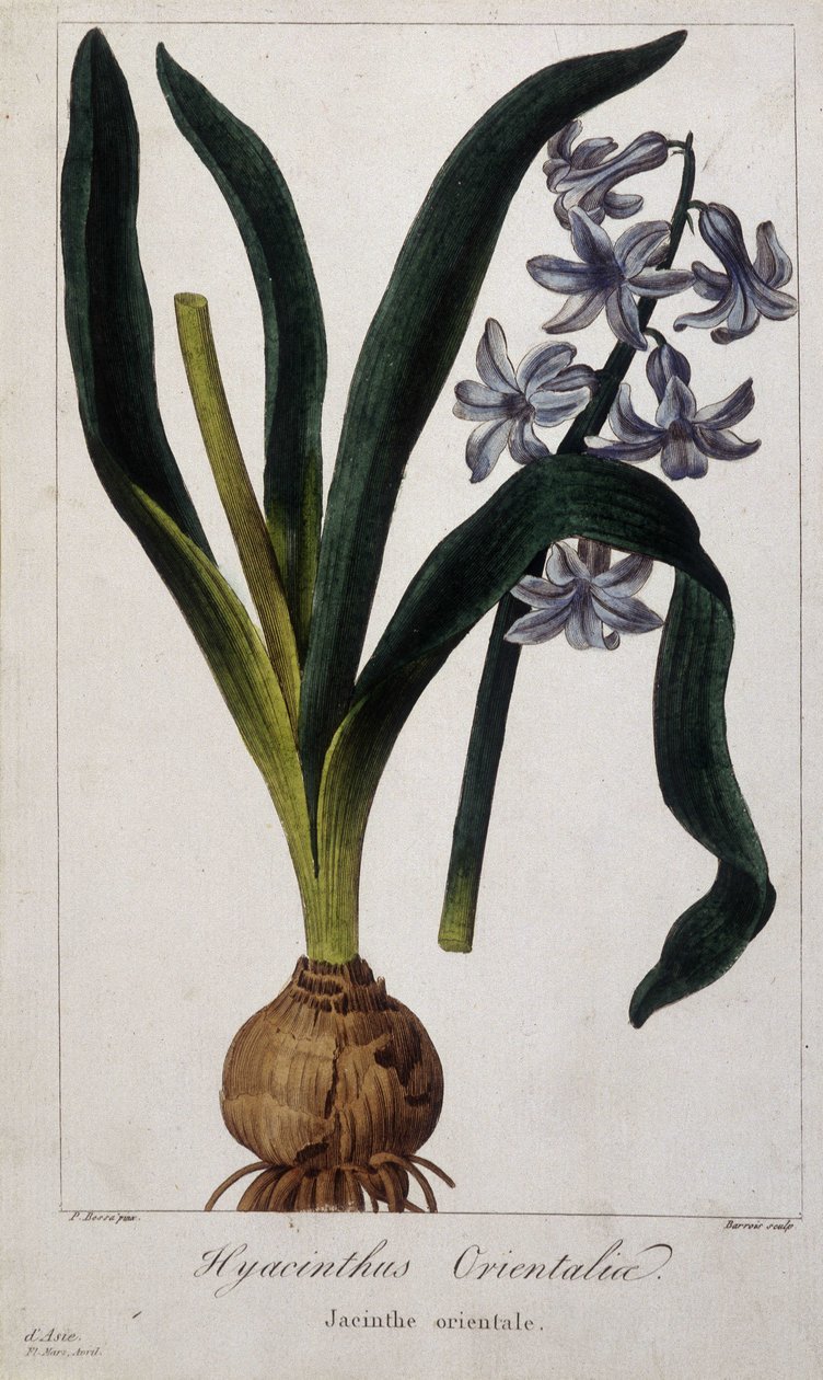 Eastern hyacinth (Hyacinthus Orientalia) Botanical board of Asian plants of the 19th century by Unknown artist