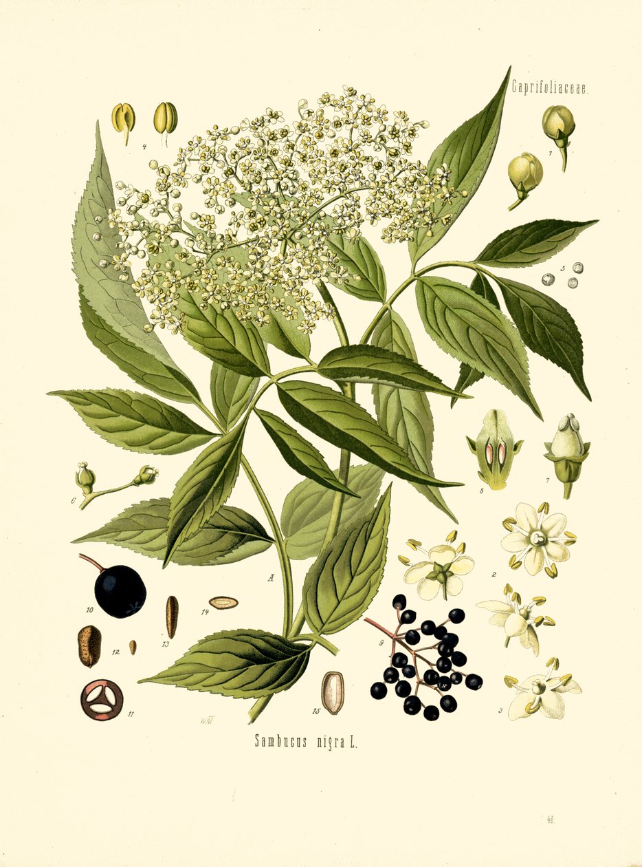 Elder Bore Tree by Unknown artist