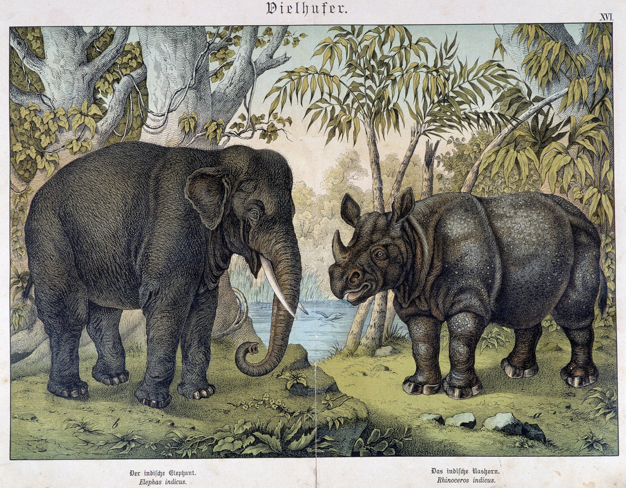 Elephant and rhinoceros - in "Natural histories of mammals", ed. Schreiber, Munich by Unknown artist